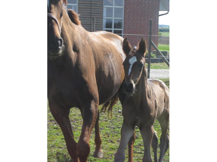 {{currentPhoto.altText}} billede {{currentPhoto.number}}