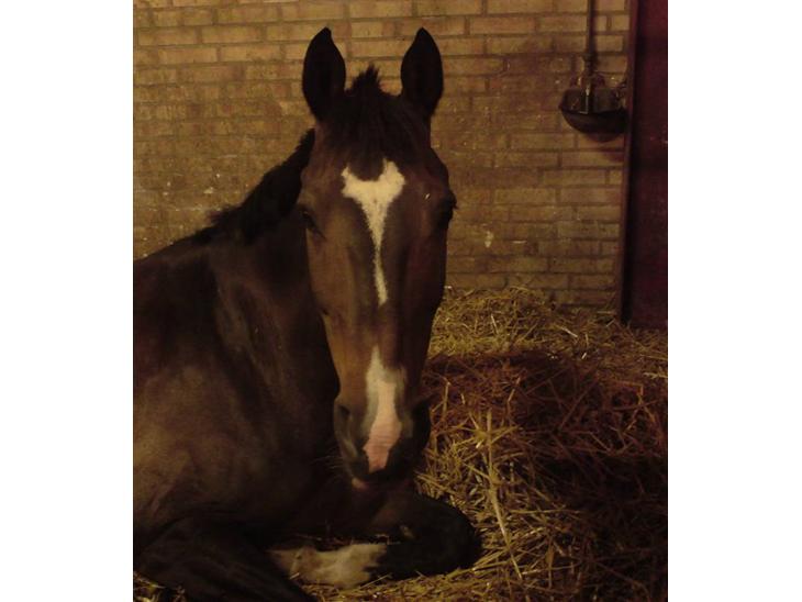 {{currentPhoto.altText}} billede {{currentPhoto.number}}