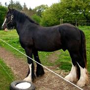 Irish Cob Sir Albert