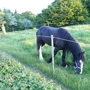 Irish Cob Sir Albert