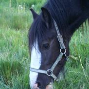 Irish Cob Sir Albert