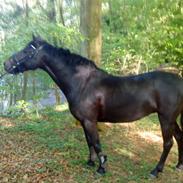 Welsh Pony (sec B) Callunas Keeshia