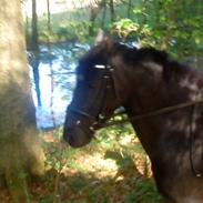 Welsh Pony (sec B) Callunas Keeshia