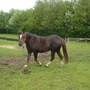 Welsh Pony (sec B) Starla af Ferslev