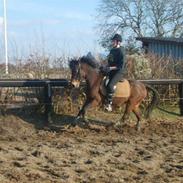 Anden særlig race Bakkegården's Tornado