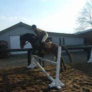 Anden særlig race Bakkegården's Tornado