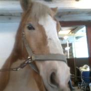 Haflinger Heraues