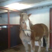 Haflinger Heraues