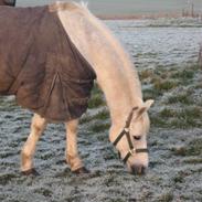 Anden særlig race Kashmir