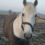 Anden særlig race Kashmir