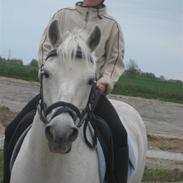 Anden særlig race Kashmir