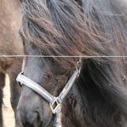 Islænder Spadi fra Àrbakka 'Solgt'