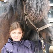 Islænder Spadi fra Àrbakka 'Solgt'