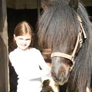 Islænder Spadi fra Àrbakka 'Solgt'