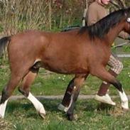 Welsh Pony (sec B) Bjerregårds Leonardo 