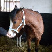 Welsh Pony (sec B) Bjerregårds Leonardo 