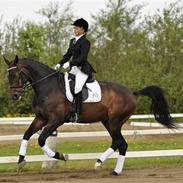 Hannoveraner Thranegaardens Nobleson