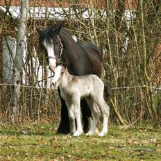 Irish Cob Sir Albert