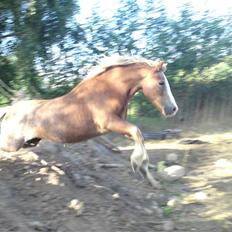 Dartmoor skovbrynets burat (split) solgt 