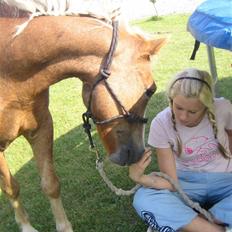 Dartmoor skovbrynets burat (split) solgt 