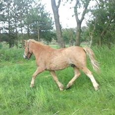 Dartmoor skovbrynets burat (split) solgt 