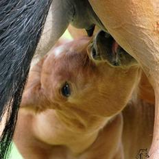 Arabisk fuldblod (OX) Al Tijani E'jaaz - SOLGT!