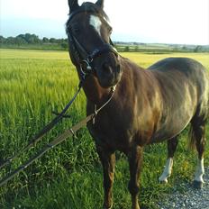 Welsh Pony (sec B) Starla af Ferslev