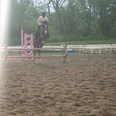 New Forest Orchid's Jester I