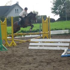 New Forest Orchid's Jester I