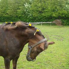 Welsh Pony (sec B) Starla af Ferslev