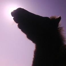 Anden særlig race Lundgaards Jolly Jumper