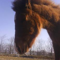Anden særlig race Lundgaards Jolly Jumper