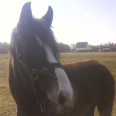 DSP Lundgaards Celine SOLGT