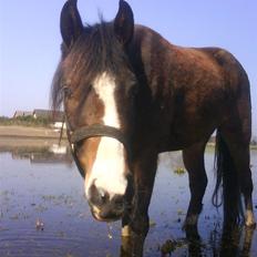 New Forest Lundgaards Friday
