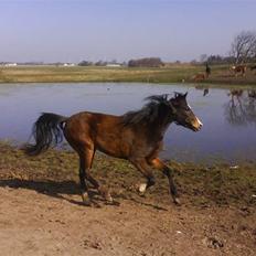 New Forest Lundgaards Friday