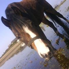 New Forest Lundgaards Friday