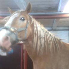 Haflinger Heraues