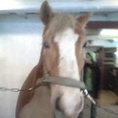 Haflinger Heraues