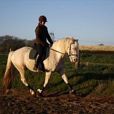 Palomino Montano - har redet