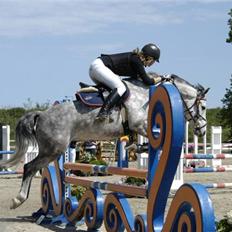 New Forest Firfod Filejs* Springer* SOLGT