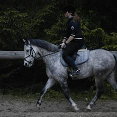 New Forest Firfod Filejs* Springer* SOLGT