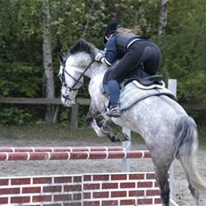 New Forest Firfod Filejs* Springer* SOLGT