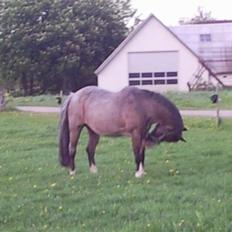 Anden særlig race twist solgt og savnet