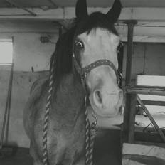 Anden særlig race twist solgt og savnet