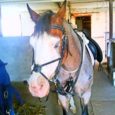 Anden særlig race twist solgt og savnet