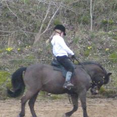 Anden særlig race Haugaards Frederik