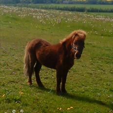 Shetlænder Asterix SOLGT