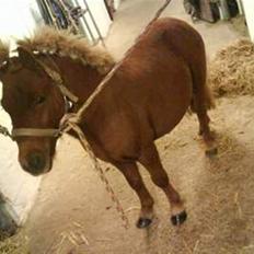 Shetlænder Asterix SOLGT