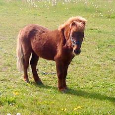 Shetlænder Asterix SOLGT