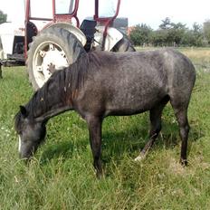Welsh Mountain (sec A) Teglgårdens Azurra